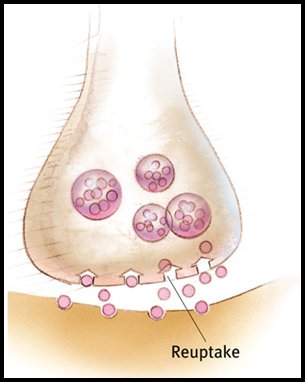 reuptake neuron