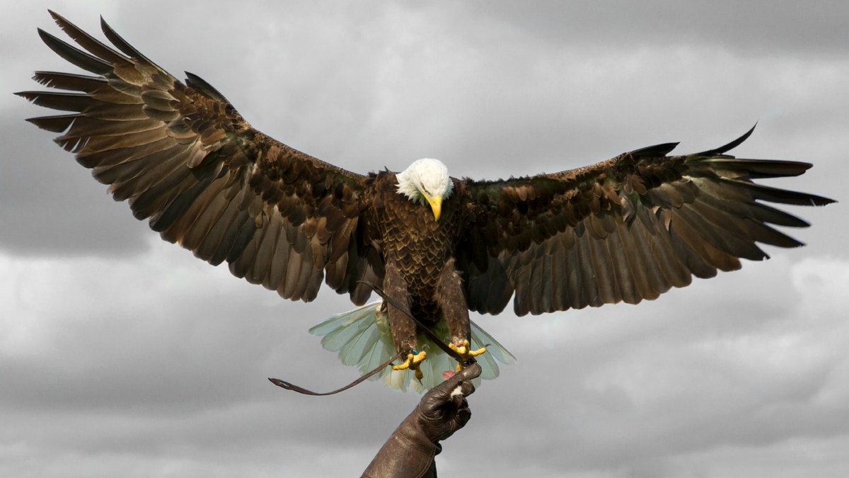 Ben Potter will be at Howden Show 2016 with his magnificent birds of prey display - eagles, vultures and more!