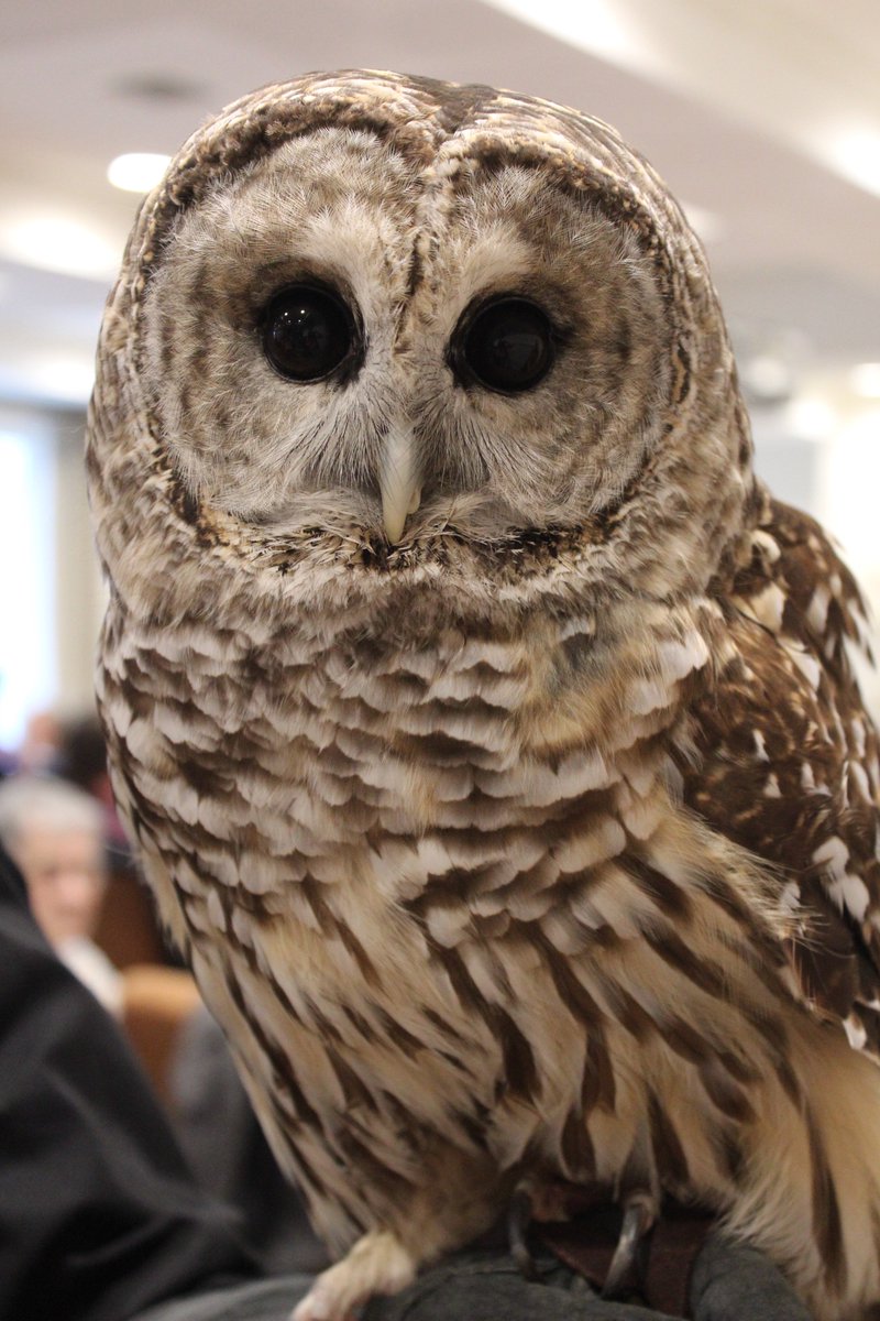 Glenwyck's tweet photo. Thanks to #WildlifeInstituteofEasternNY for Yesterday's #BirdsofPrey Talk #Englightening #Raptors @CapRegChamber https://t.co/U1FDdkZZIJ
