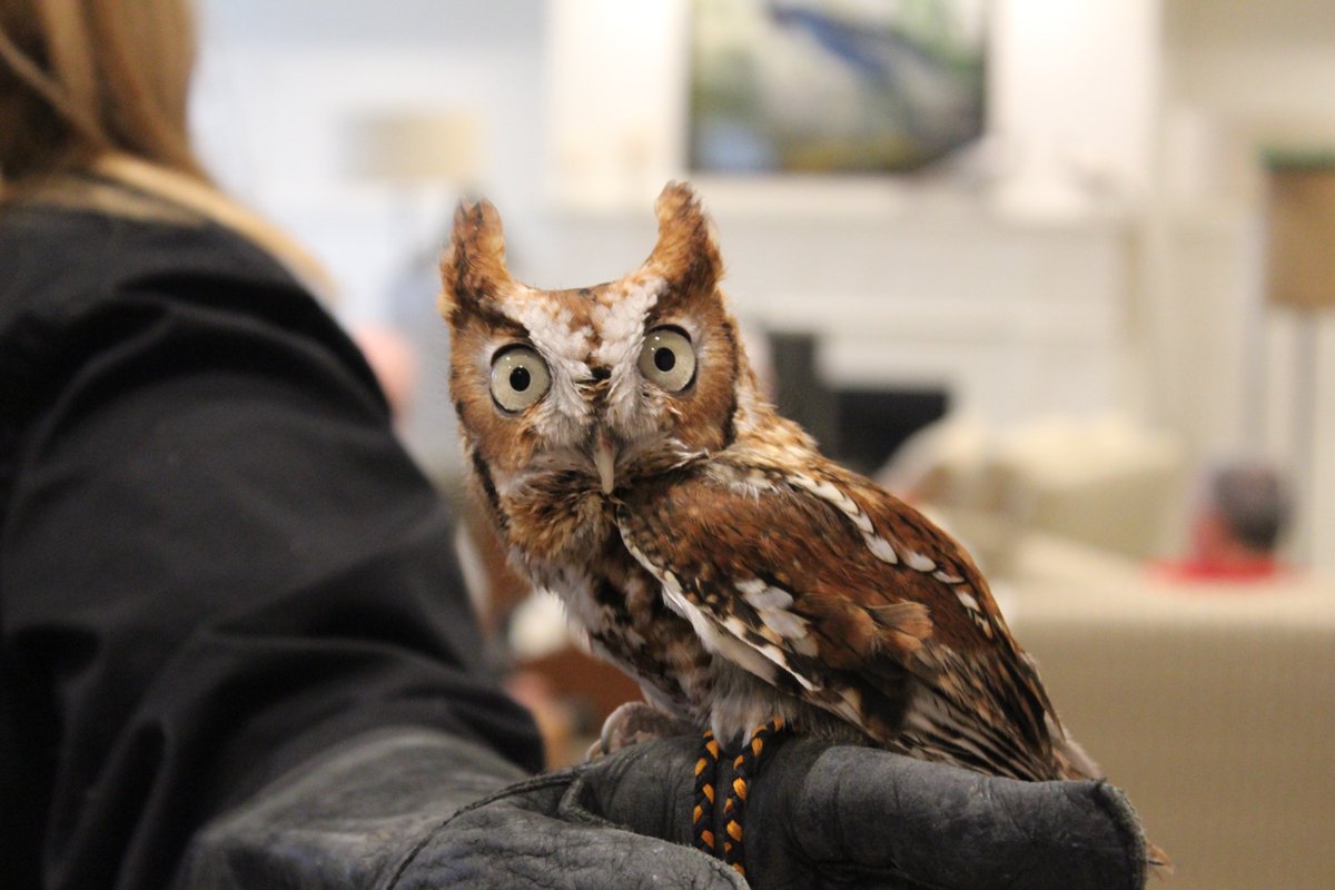Glenwyck's tweet photo. Thanks to #WildlifeInstituteofEasternNY for Yesterday's #BirdsofPrey Talk #Englightening #Raptors @CapRegChamber https://t.co/U1FDdkZZIJ
