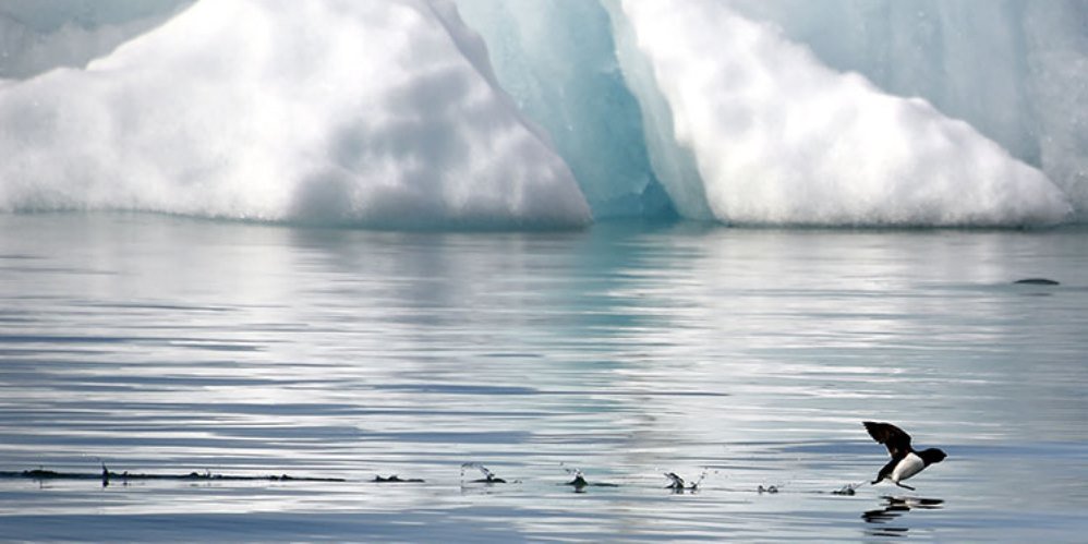 business's tweet image. Arctic sea ice shrinks to lowest on record after "crazy" winter bloom.bg/1RoHddm