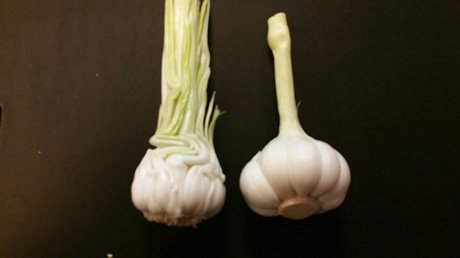 "Curious how market will respond to Egyptian garlic with fewer cloves" <a href="/BiesKnoflook/">BiesheuvelKnoflook</a>
freshplaza.com/article/155614…