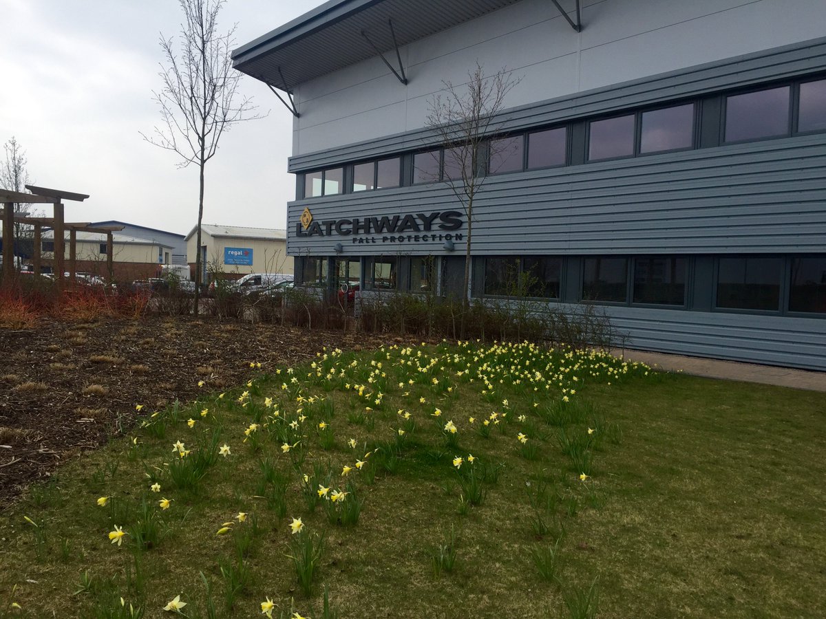 Latchways's tweet photo. The daffodils are out at #Latchways HQ! #backtowork #spring https://t.co/r3uWfhYpjl