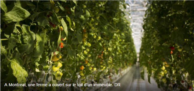 AmbCanFrance's tweet photo. Une ferme végétale sur les toits de #Montréal: «une 1re ds le monde» #FermesLufa @Challenges https://t.co/uoOQmkeas5 https://t.co/niDT9LtPjC