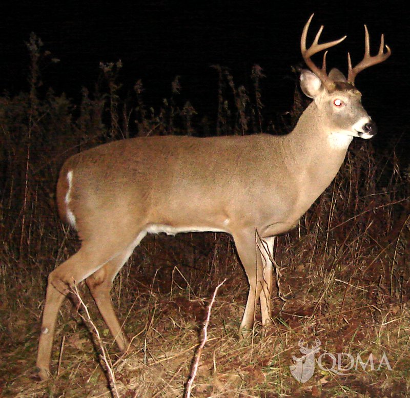 deerassociation's tweet photo. Age this north central WI buck from October 31, just prior to the rut peak. We'll share our thoughts later today. https://t.co/9hJJfF3UbR