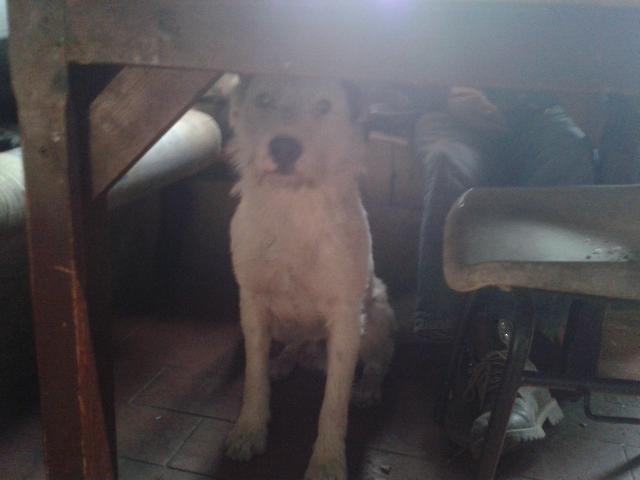 The Worlds Most Recently Posted Photos Of Batard And Chien