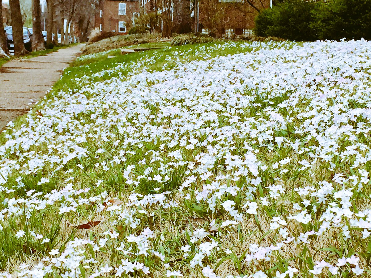 TexanInSTL's tweet photo. The only acceptable white ground cover... #springinSTL https://t.co/RmhxDfX9oy