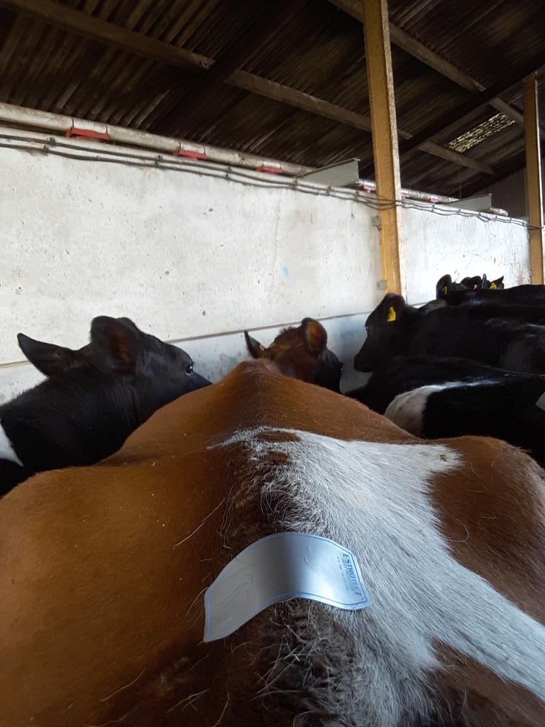 Evo_Farming's tweet photo. It's that time of year again for Jan calving herd #mating2016 https://t.co/nE6GLgZsjB