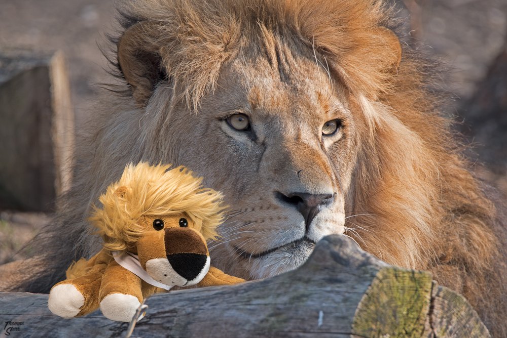 Made_in_Bavaria's tweet photo. #marktentdecker: Leopold und seine Freunde https://t.co/Np9PGdoD6v