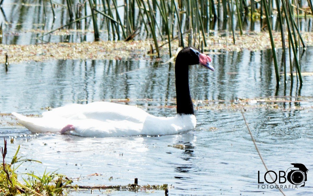 lobozunino's tweet photo. Cisne en la Laguna Mulitas • Otro personaje del ecosistema que tenemos en nuestra ciudad! https://t.co/ZYRUB1G7kr
