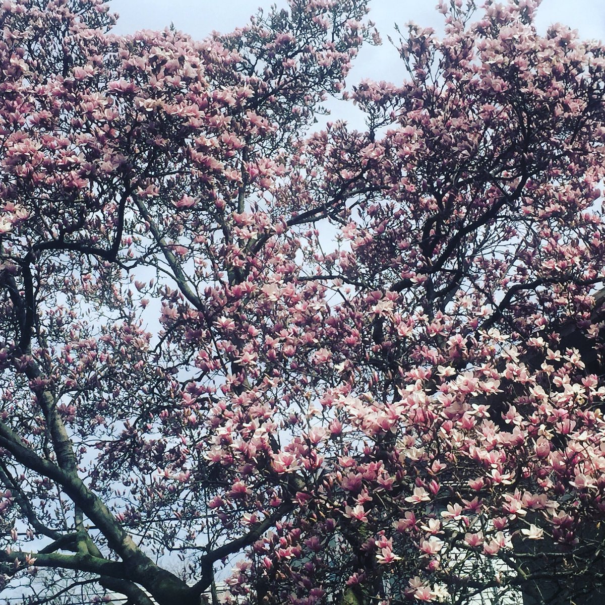 Spring is in bloom! #naturelover  #springtime #blossoms #holisticskincare