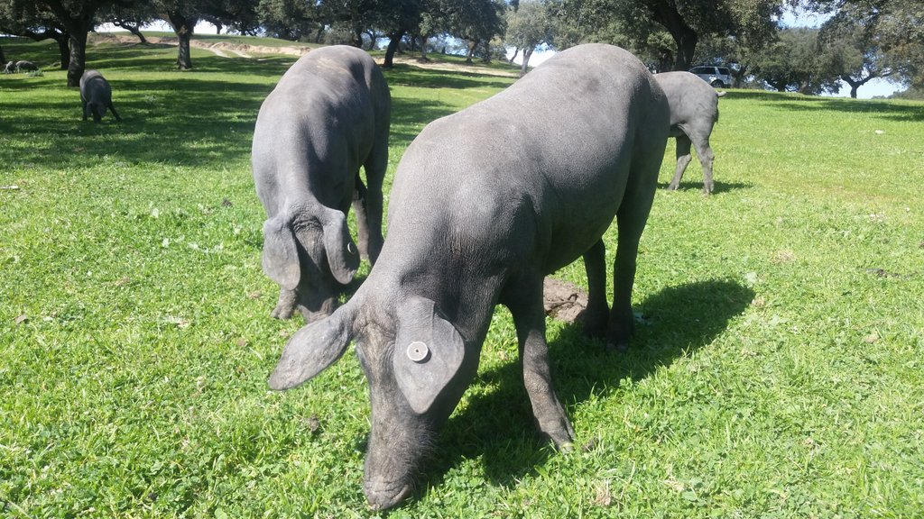 SaltYardJobs's tweet photo. Vera is busy feeding acorns to Iberico pigs in Extremadura! A lifetime experience!@ben_tish @SaltYardGroup https://t.co/m7o8GfIDrZ
