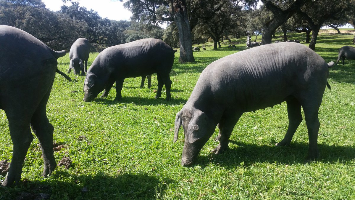 SaltYardJobs's tweet photo. Vera is busy feeding acorns to Iberico pigs in Extremadura! A lifetime experience!@ben_tish @SaltYardGroup https://t.co/m7o8GfIDrZ