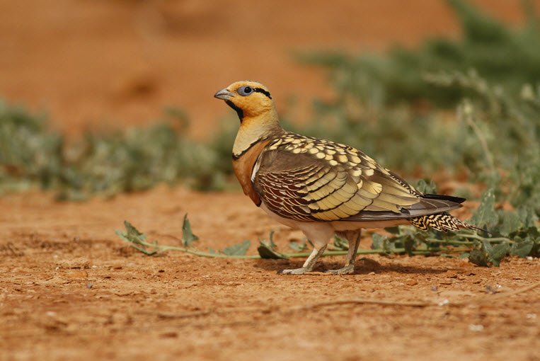 IAPC6_BCN's tweet photo. A visit to the Lleida Steppe Lands &amp; Estany d'Ivars (19/09)  #sandgrouse pic by Camil Albert (2/4) #waitthereismore https://t.co/DfFvj0sgIo