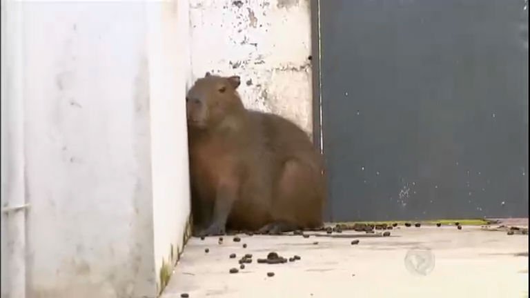 Capivara Agiota