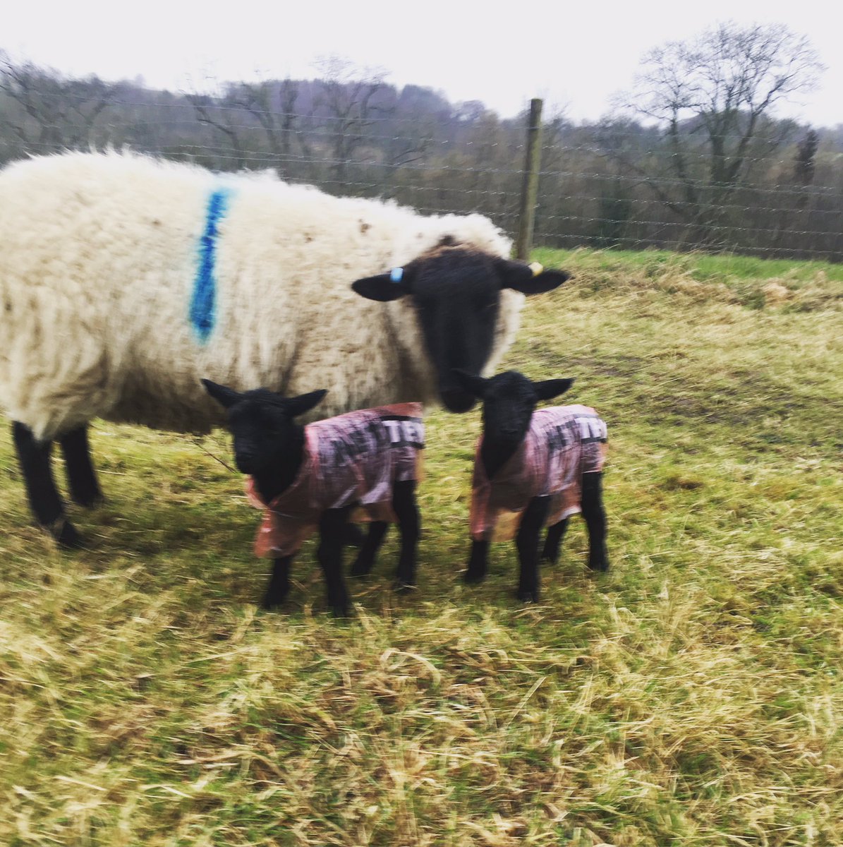shepherdsgate0's tweet photo. Ready for the rain tonight. @NettexAgri @CWFagri @BBCCountryfile #lambmac #sheep365 #lambing #animalassistedtherapy https://t.co/aAuBDS8bmr