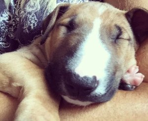 WhiteCrossVets's tweet photo. Where does your petβs bed live at home? https://t.co/VtreQSMIKQ #petsleep #petsbed #wxvets https://t.co/I8CoeARasA