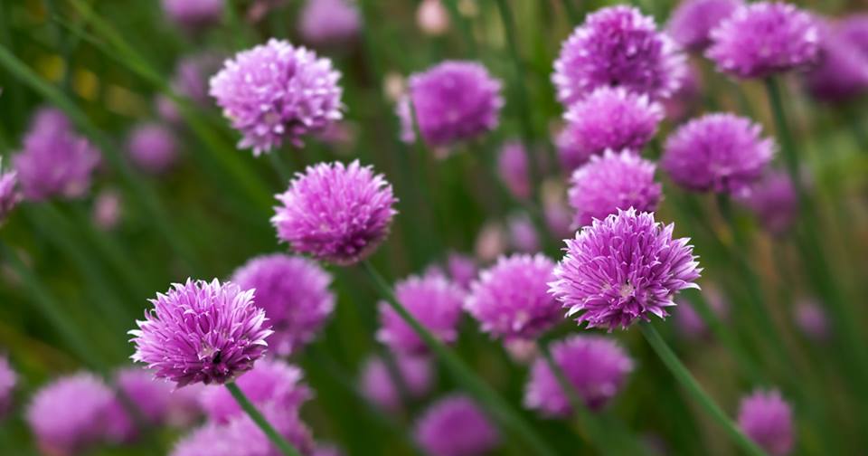 How beautiful are these chives? They're a great herb to grow now Spring is here. Bee's love them too! #SavetheBee