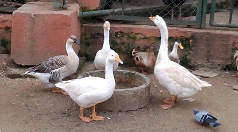 NadeemfParacha's tweet photo. In response to Pak's arrest of Indian spy, India releases pic of Pak agent spying in India. https://t.co/QpGeUoPEbf