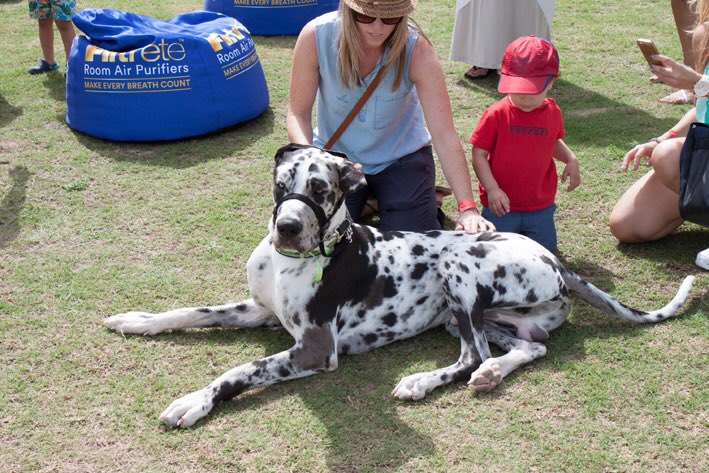 DiversionGroup's tweet photo. Stay tuned for more #DubaiSocialPetPark #PetLovers #MyDubai #Dubai #EventsInDubai #dxb #mydxb #UAE #DubaiLife https://t.co/EzzfJhyU6B
