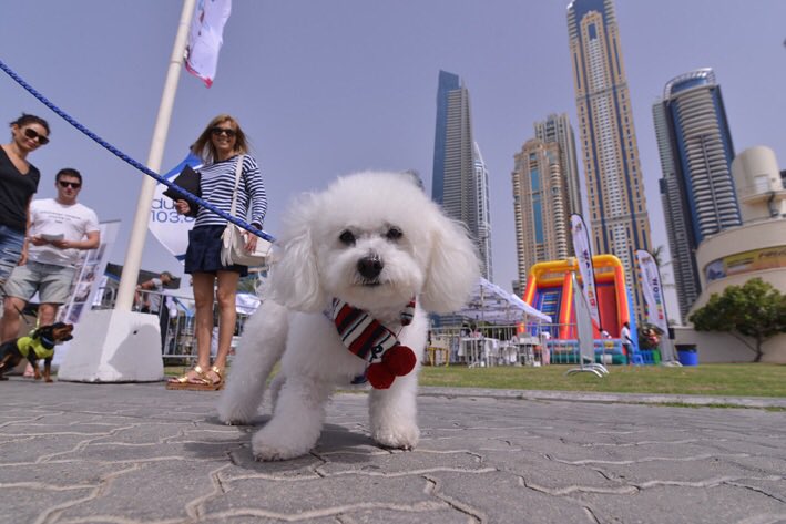 DiversionGroup's tweet photo. Stay tuned for more #DubaiSocialPetPark #PetLovers #MyDubai #Dubai #EventsInDubai #dxb #mydxb #UAE #DubaiLife https://t.co/EzzfJhyU6B