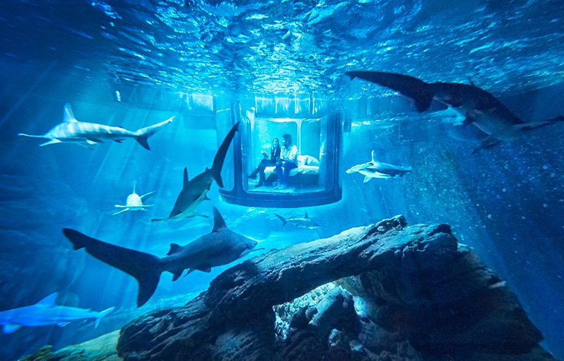 Airbnb offers underwater shark suite with 360° glass walls: designboom.com/design/shark-s…