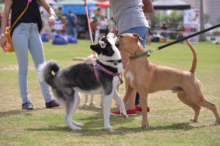 DiversionGroup's tweet photo. Stay tuned for more #DubaiSocialPetPark #PetLovers #MyDubai #Dubai #EventsInDubai #dxb #mydxb #UAE #DubaiLife https://t.co/8gWCnagHFf