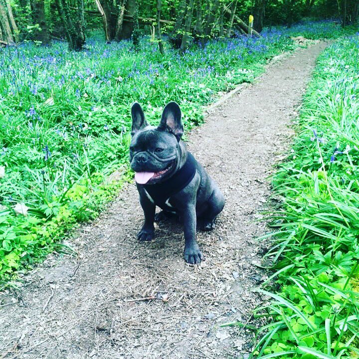 daddiesmumpet's tweet photo. @CountryLife100 #Springshots nice walk amongst the bluebells https://t.co/DM6jc2ScwL