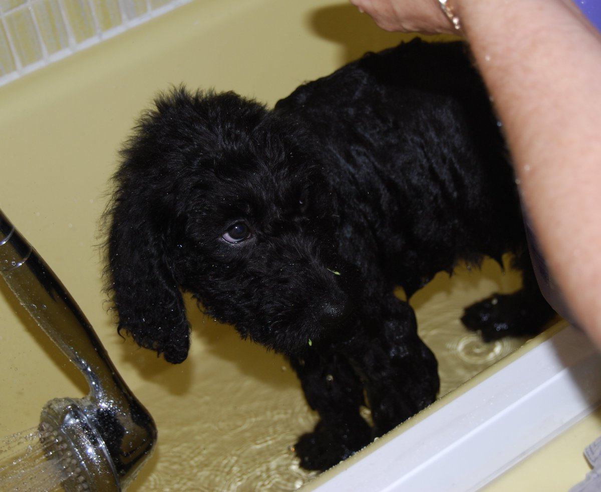 SterlingArcherH's tweet photo. #Signthepetition to #stoptheabuse and help protect #dogs against #bathtime This is a #PSA.
https://t.co/hIT27564v5 https://t.co/CdOoR4F7Ad