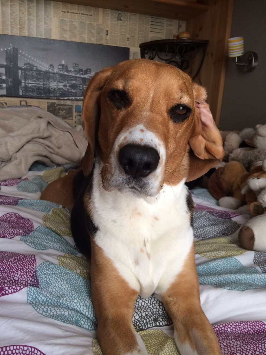 Waking up could be so hard #sleepy #beagle