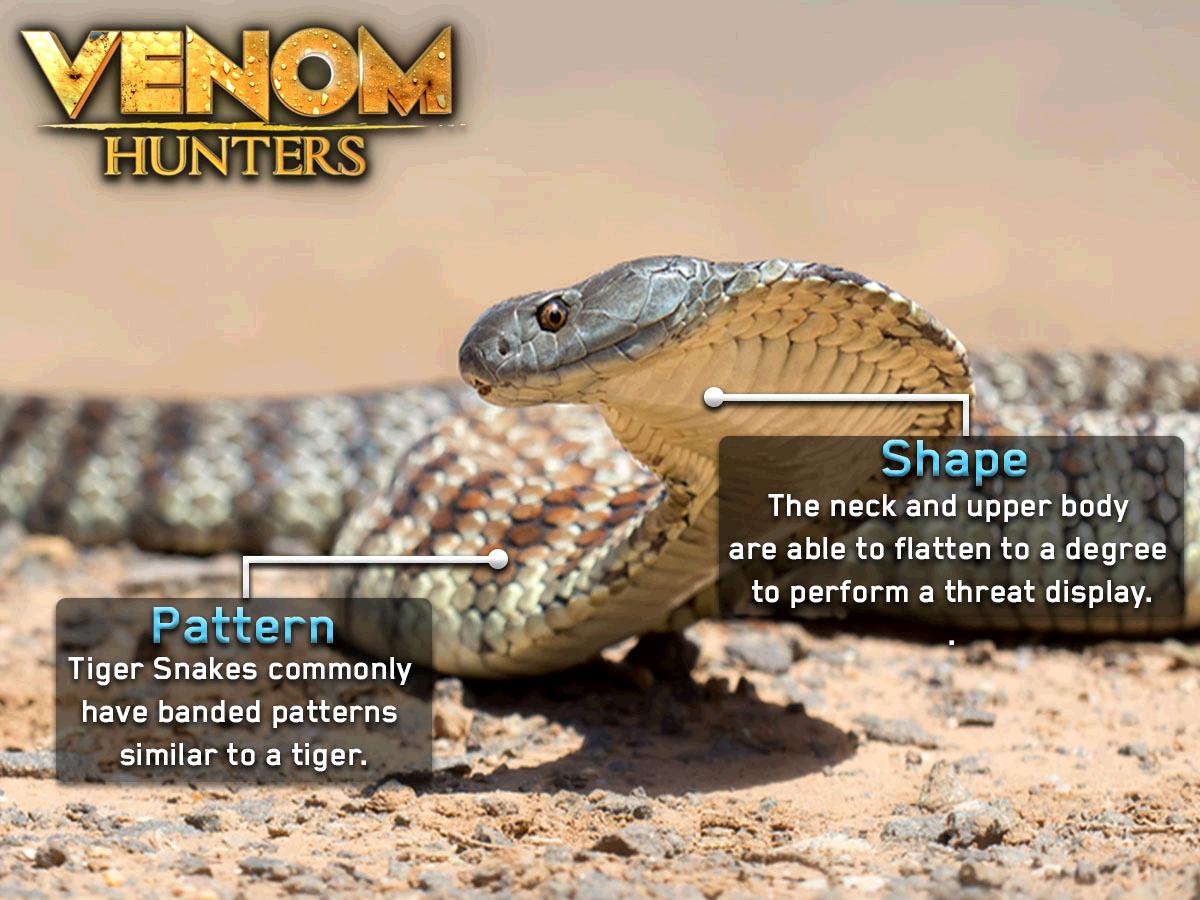 VenomHuntersTV's tweet photo. What was your favorite snake this season on #VenomHunters? https://t.co/wSjOTP5mgU