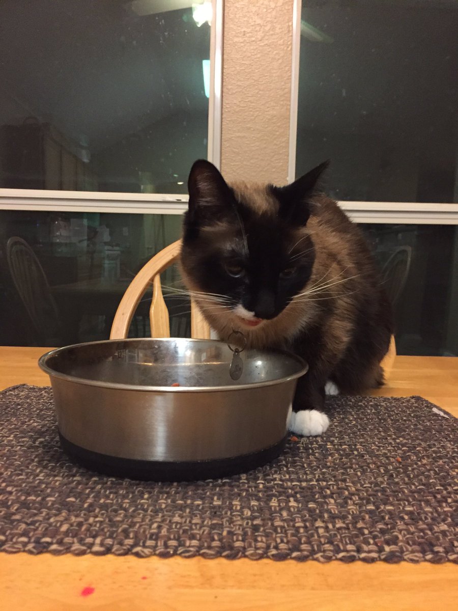 BipolarSiamese's tweet photo. They tried to withhold food to make me nice!  Ha I played their game!  Plotting who shall be the first to go down! https://t.co/at7DK3Glg3