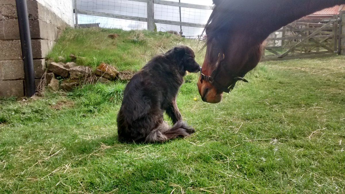 ALThackwray's tweet photo. Getting a bit too close for comfort! #invadingmyspace #horse #dogs https://t.co/3z2Xwp9zWC