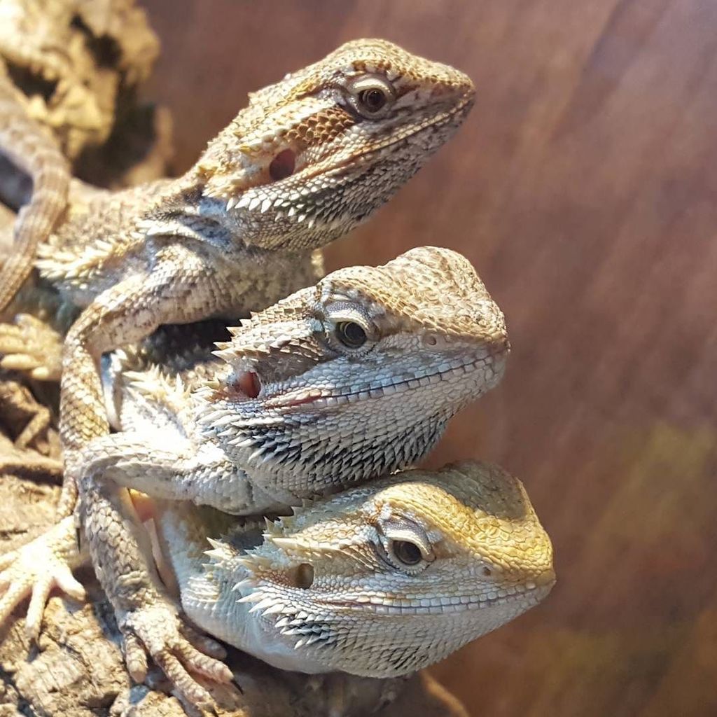 UrbanJungleMcr's tweet photo. The Three Musketeers
#beardeddragon #reptilesofinstagram #reptile #reptilelover #beardsof… https://t.co/EjhLHIsslT https://t.co/LCmnTTH74m