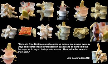 dynamicdisc's tweet image. In The Beginning - Dynamic Models
#SpineModel #Spine #PatientEducation #Anatomy 

goo.gl/gYAJyi