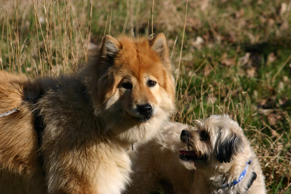 Möchten Sie mehr über Ihren Hund erfahren? 
Tel. 0176/30317320
info@tierpension-bennstedt.de