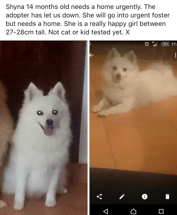 HopeforPerreraDogs tweet media