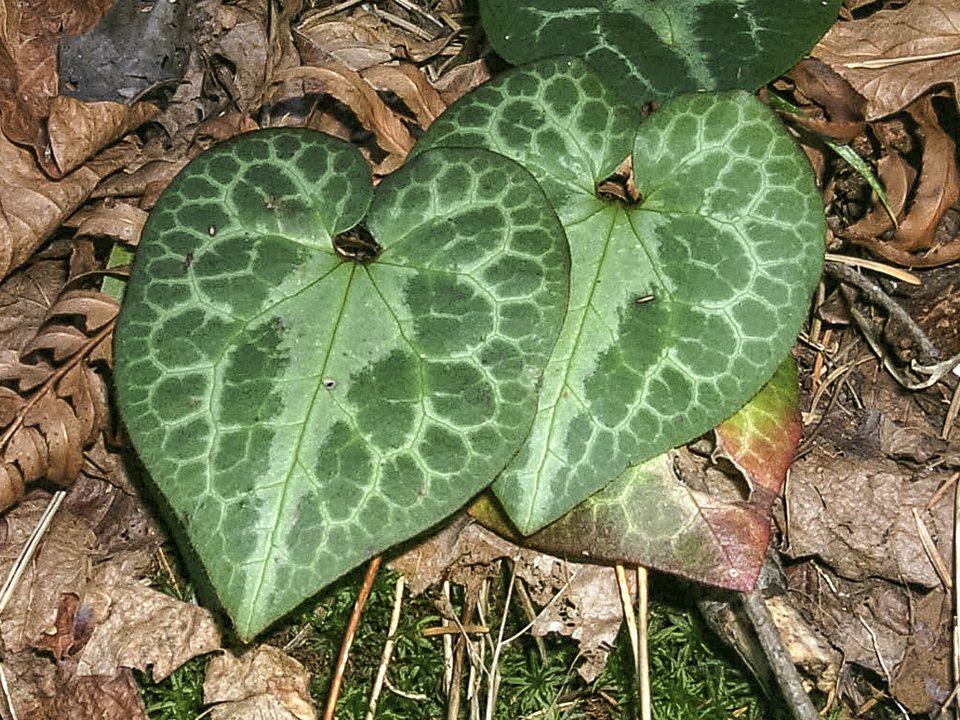 OregonCavesNPS's tweet photo. No cave tours today. Instead, get on the trails and spot the Marbled Wild Ginger. #FindYourPark #NPWest #NPS100 https://t.co/H7PPIkkrn4
