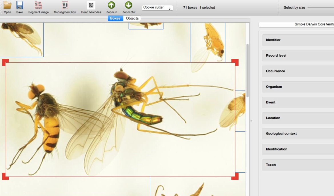 idbdeb's tweet photo. Scenes from #Inselect Webinar @iDigBio with @ento_ben @quicklizard https://t.co/RNwH4A9qGG https://t.co/3lQcMlMcWD