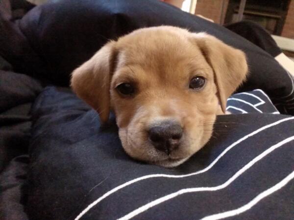 lL0VED0GS's tweet photo. ~ PUP! ~ https://t.co/PPdZRZJjRb