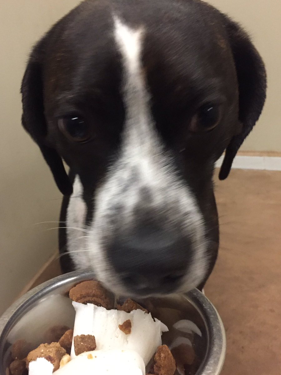 1582Petsmart's tweet photo. Tucker and Cabo licked their bowls clean!! #TreatTimeTuesday #tongueouttuesday 🍦👅🐶@robsmithbluejay @JoAnnSchiavi https://t.co/IXHCWCKPOx