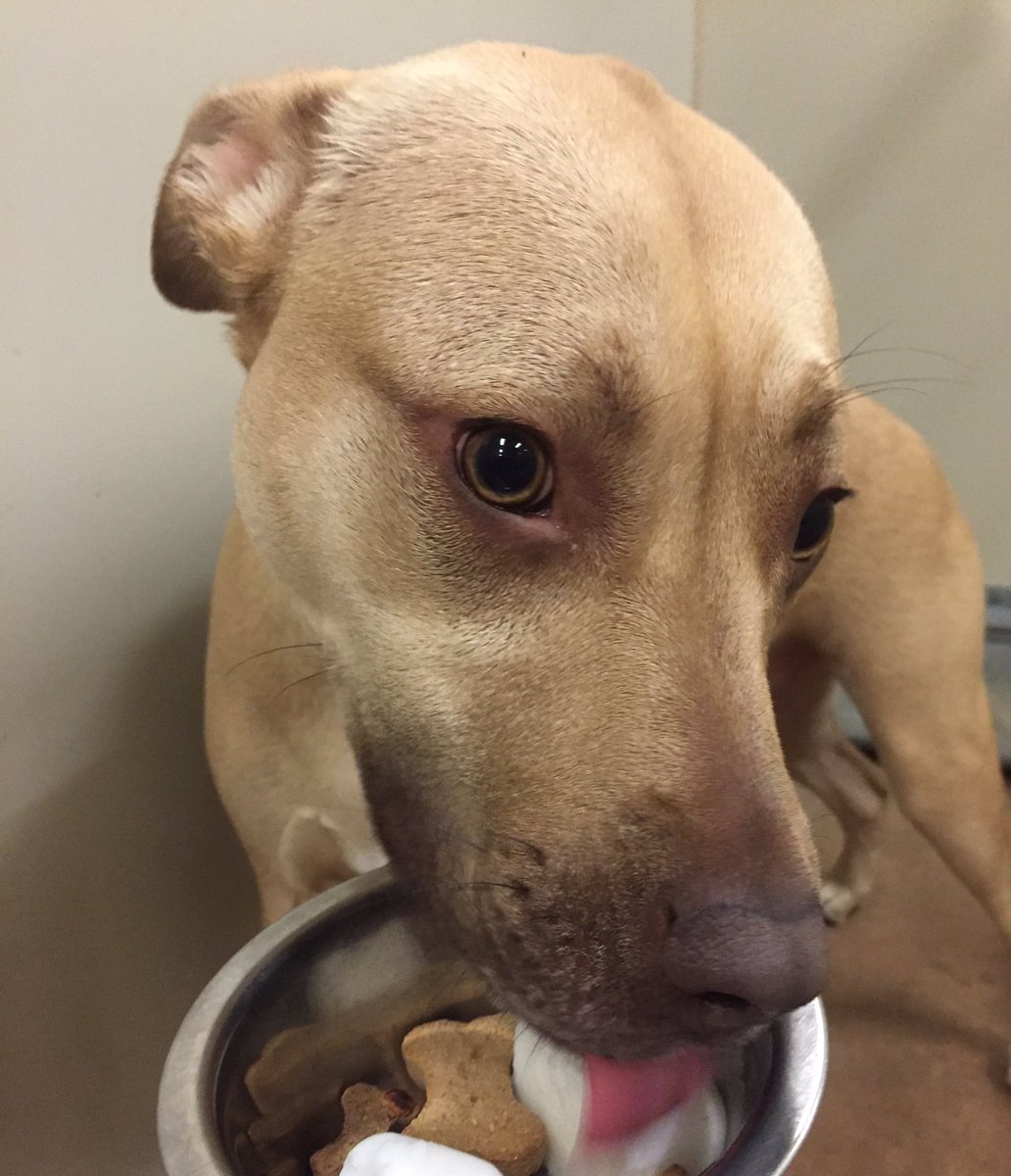 1582Petsmart's tweet photo. Tucker and Cabo licked their bowls clean!! #TreatTimeTuesday #tongueouttuesday 🍦👅🐶@robsmithbluejay @JoAnnSchiavi https://t.co/IXHCWCKPOx