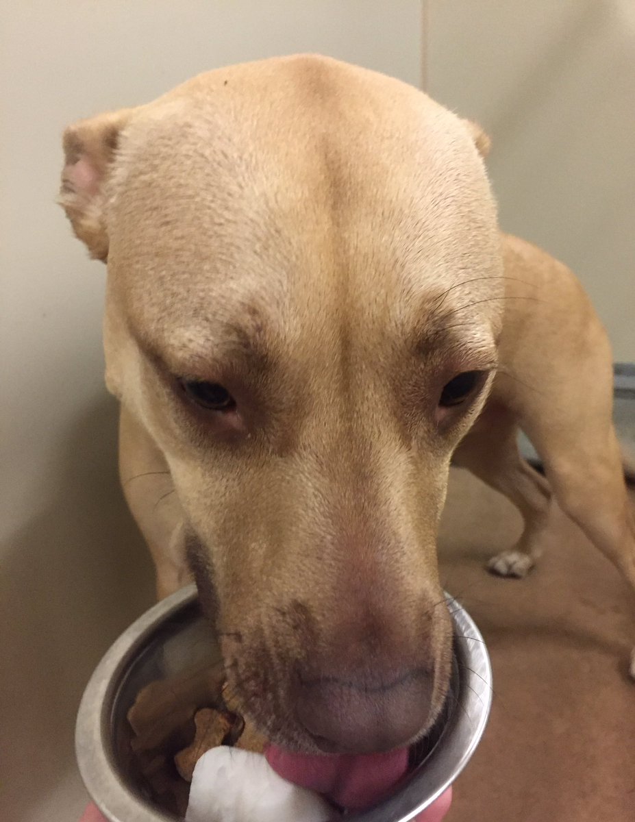 1582Petsmart's tweet photo. Tucker and Cabo licked their bowls clean!! #TreatTimeTuesday #tongueouttuesday 🍦👅🐶@robsmithbluejay @JoAnnSchiavi https://t.co/IXHCWCKPOx