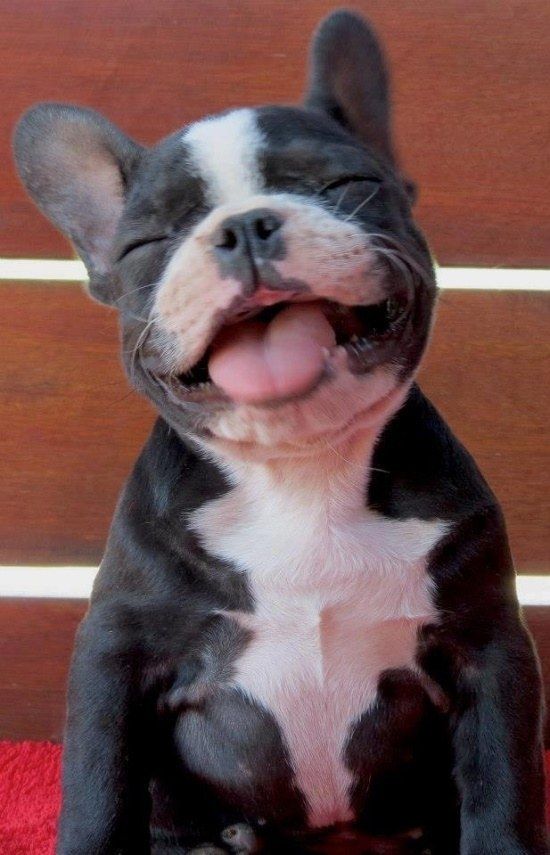 funnydog123's tweet photo. JOKE...
Dog funny Videos Playlist 2016: https://t.co/13dGNg2qmP

#dog #puppy #dogs #puppies #doglovers #puppylove https://t.co/E1BeYj2BIe