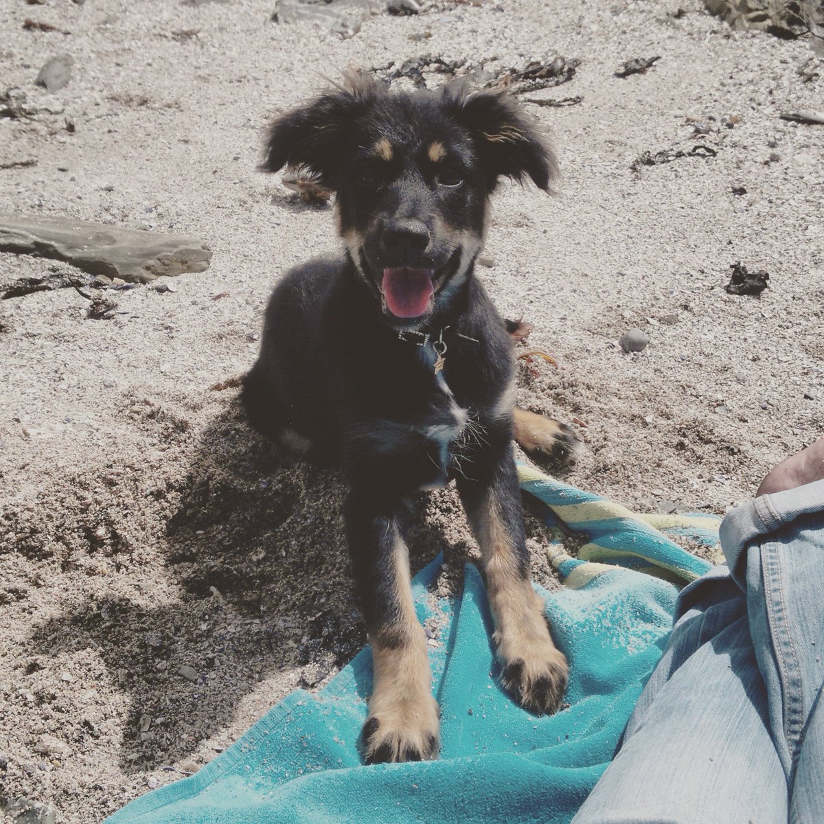 TerryCPT's tweet photo. #HappiestPuppyEver #PuppyLove #DoggyWalks #Walkies #BeachLife #FurBaby #TontoTheDog &amp; #JustTerry #JustChillin https://t.co/kEN7mObWkJ