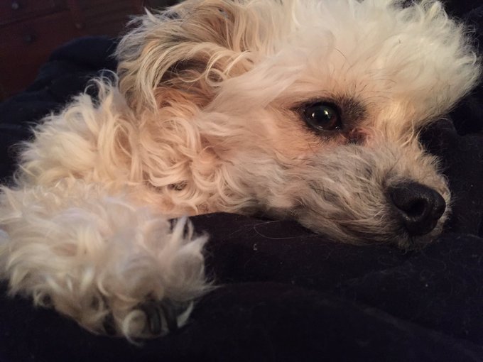 Feeling rather ill today. Hope to be better tomorrow. Until then, here's a cute puppy! https://t.co/