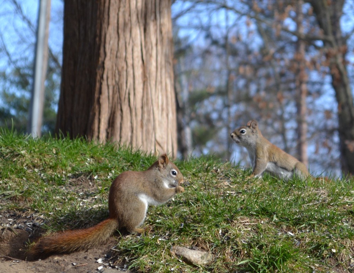 ChippyCMunk's tweet photo. Two squirrels out in the late afternoon https://t.co/01K8iu9MVu