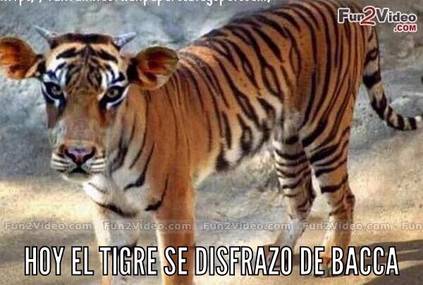 osmauca's tweet photo. Hoy no tuvimos al tigre, pero fue suficiente con Bacca https://t.co/87qOnkvisM