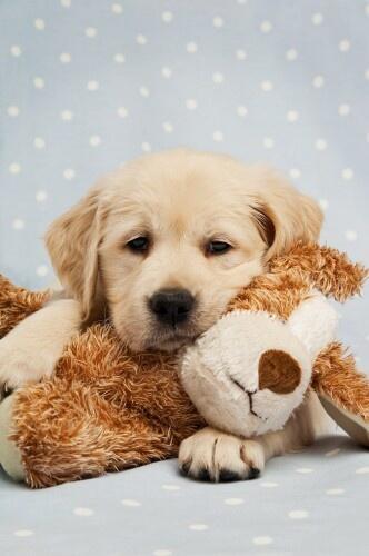 HappyFunnyPets's tweet photo. I just wanna take a nap https://t.co/MRCiCCRiX7
