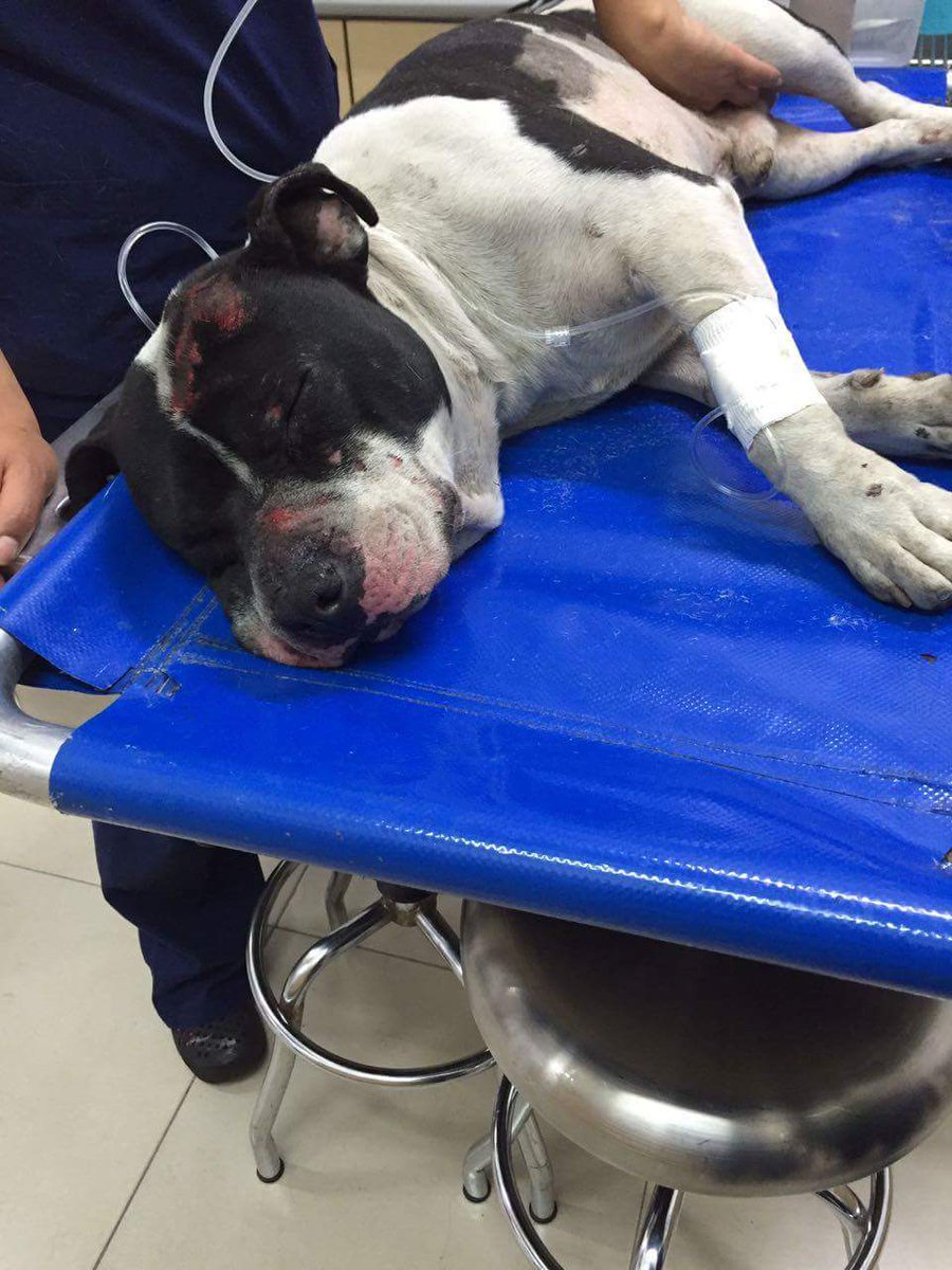 Antiamexico's tweet photo. Alguien conoce a este perrito Pitbull
Encontrado en Periferico Nte, altura Honda @MundoPatitas @RescateAnimal https://t.co/h8xQQG4WBo